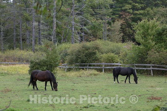 Photo - Horses on a farm near the unincorporated community of Chocorua, part of Tamworth, New Hampshire- Fine Art Photo Reporduction