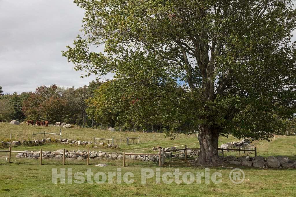 Photo - Rocky Cow Pasture Near Tamworth, New Hampshire- Fine Art Photo Reporduction