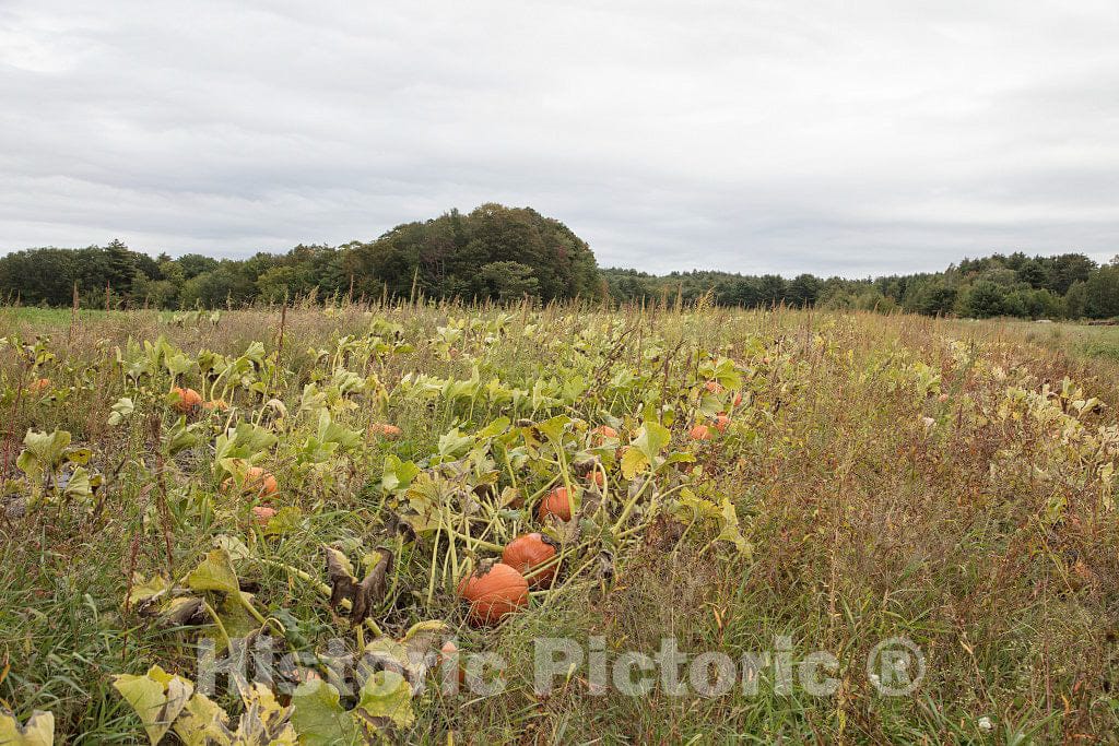 Photo - Pumpkin patch on Moulton Farm near Meredith, New Hampshire- Fine Art Photo Reporduction