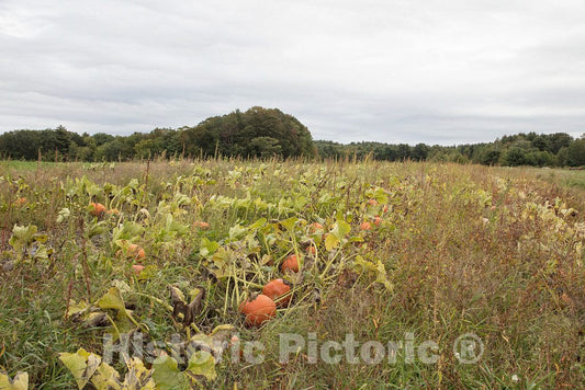 Photo - Pumpkin patch on Moulton Farm near Meredith, New Hampshire- Fine Art Photo Reporduction