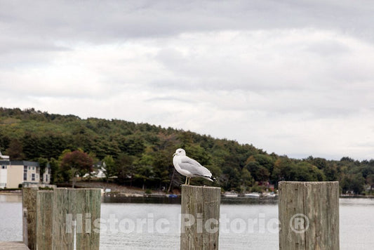 Photo - Seagull on a Post at The Town Dock on Meredith Bay, Lake Winnipesaukee. Meredith, New Hampshire- Fine Art Photo Reporduction