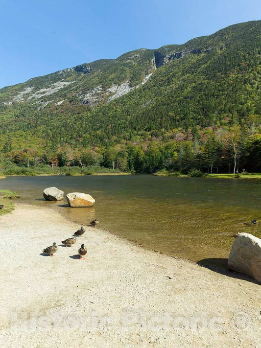 Photo - Ducks await their turn for a dip in the Saco River in New Hampshire's Crawford Notch State Park through the White Mountain National Forest- Fine Art Photo Reporduction