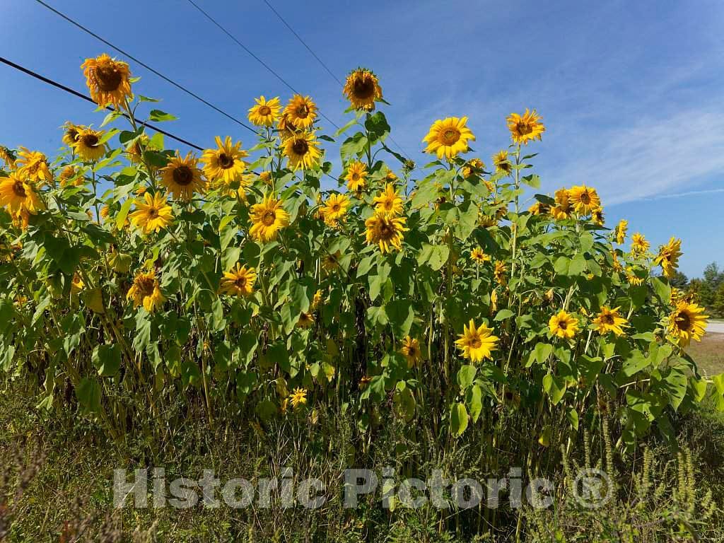 Photo - Sunflowers in a Field Near Carroll, New Hampshire- Fine Art Photo Reporduction