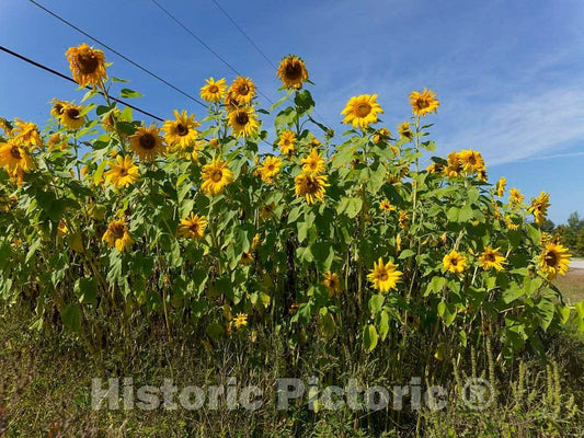 Photo - Sunflowers in a Field Near Carroll, New Hampshire- Fine Art Photo Reporduction
