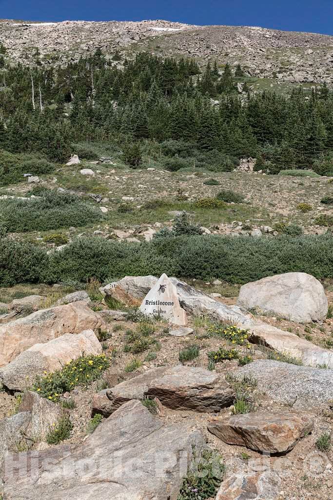 Photograph - The Mount Goliath Natural Area, a haven for hikers and especially wildflower enthusiasts high in the Rocky Mountains below Idaho Springs in Clear Creek County, Colorado 1