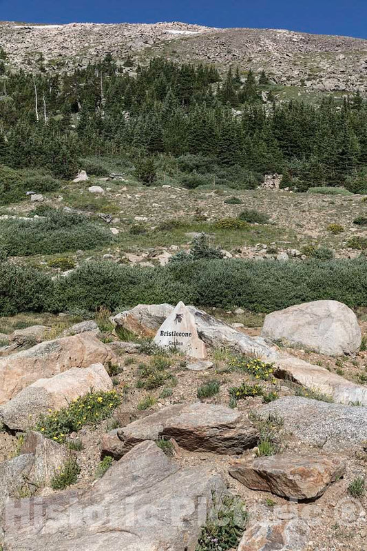 Photograph - The Mount Goliath Natural Area, a haven for hikers and especially wildflower enthusiasts high in the Rocky Mountains below Idaho Springs in Clear Creek County, Colorado 1