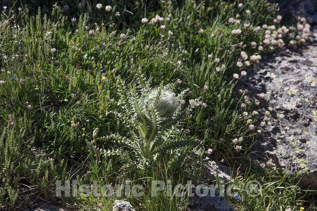 Photograph - The Mount Goliath Natural Area, a Haven for Hikers and Especially Wildflower Enthusiasts high in The Rocky Mountains Below Idaho Springs in Clear Creek County, Colorado 2