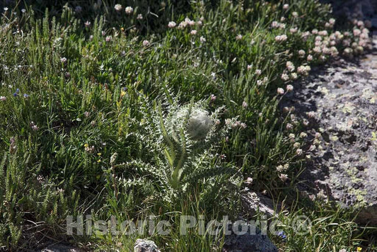 Photograph - The Mount Goliath Natural Area, a Haven for Hikers and Especially Wildflower Enthusiasts high in The Rocky Mountains Below Idaho Springs in Clear Creek County, Colorado 2