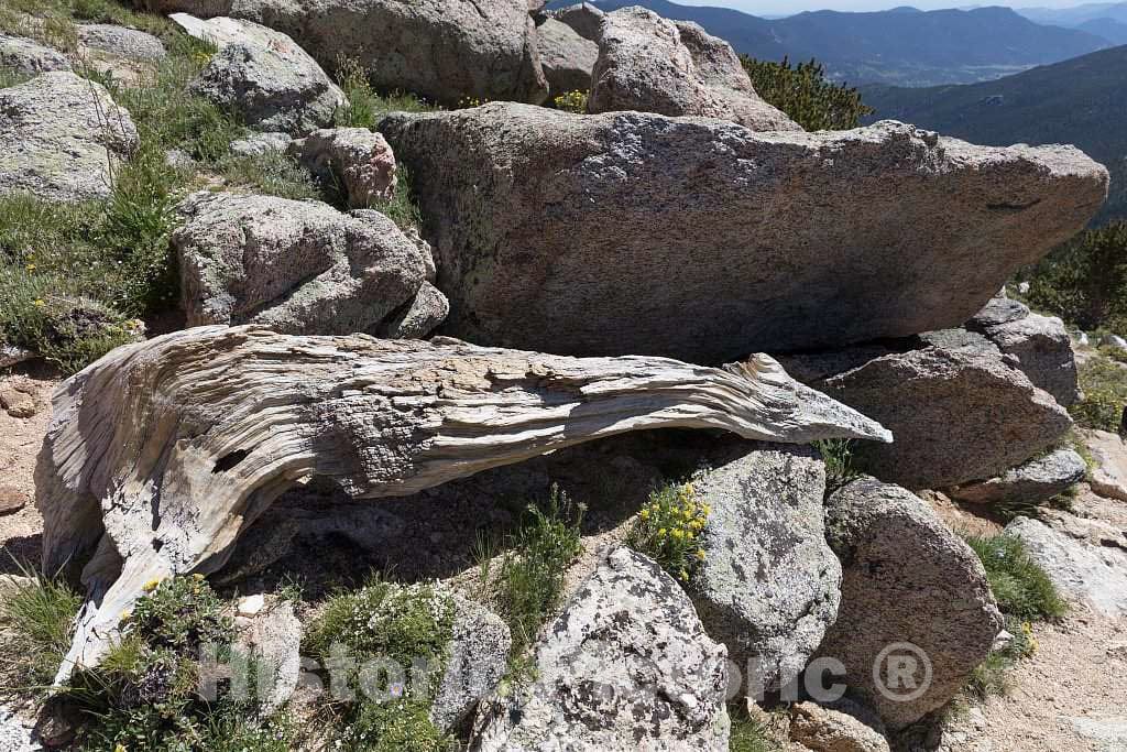 Photograph - The Mount Goliath Natural Area, a Haven for Hikers and Especially Wildflower Enthusiasts high in The Rocky Mountains Below Idaho Springs in Clear Creek County, Colorado 3