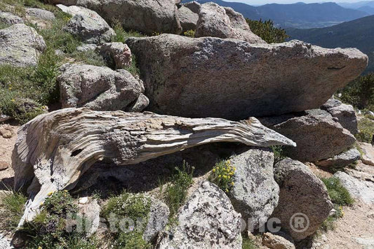 Photograph - The Mount Goliath Natural Area, a Haven for Hikers and Especially Wildflower Enthusiasts high in The Rocky Mountains Below Idaho Springs in Clear Creek County, Colorado 3