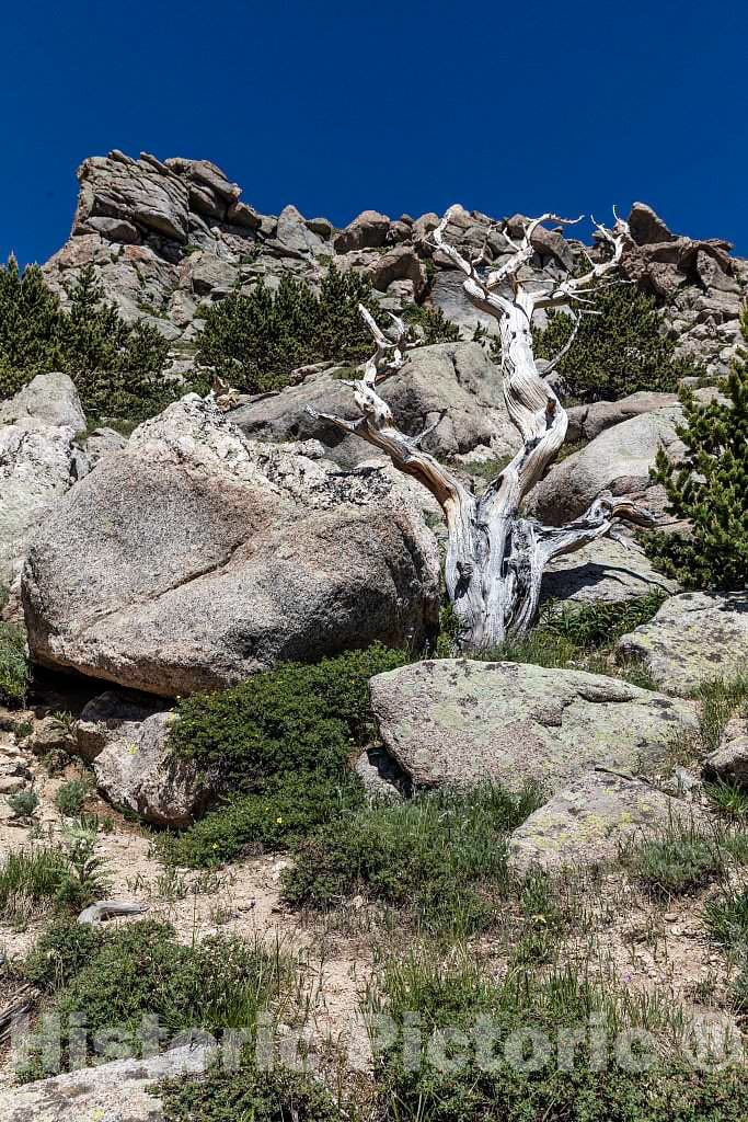Photo- Rocky Scene Along a Trail in The Mount Goliath Natural Area, a Nature Preserve on The Slope Leading up to Mount Evans, at 14 2 Fine Art Photo Reproduction