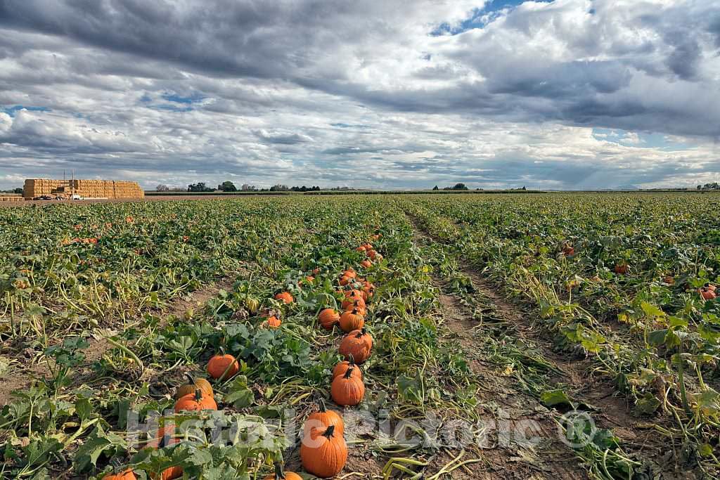 Photo - Pumpkin Patch in Vineland, Colorado, Near Pueblo- Fine Art Photo Reporduction