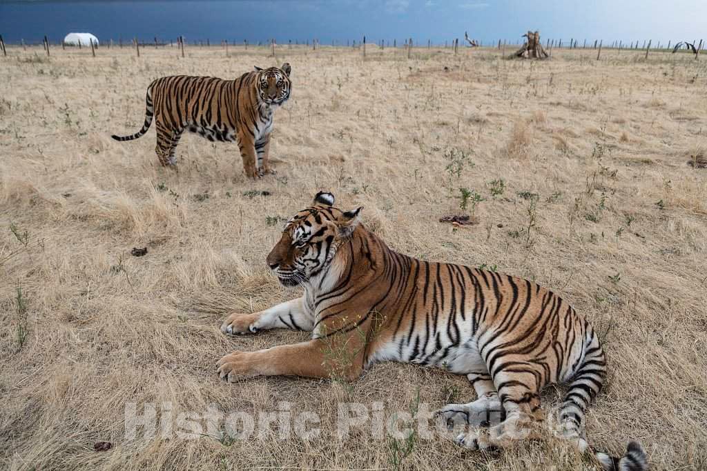 Photo - Tigers in The Grass at The Wild Animal Sanctuary, a 720-acre Animal Refuge housing More Than 350 Large Animals Near Keenesburg- Fine Art Photo Reporduction