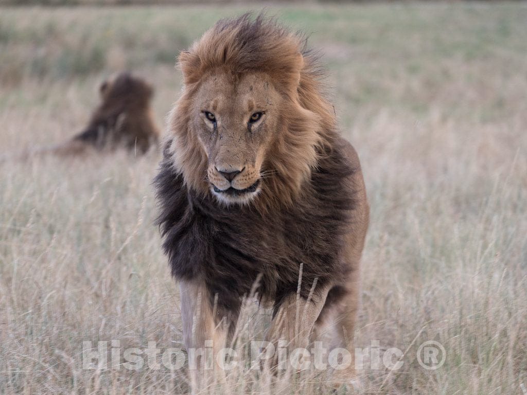 Photo - Lions in the grass at the Wild Animal Sanctuary, a 720-acre animal refuge housing more than 350 large animals near Keenesburg- Fine Art Photo Reporduction
