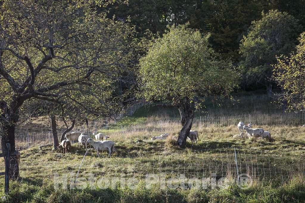 Photo - Sheep Graze Near The Trapp Family Lodge in Stowe, Vermont- Fine Art Photo Reporduction