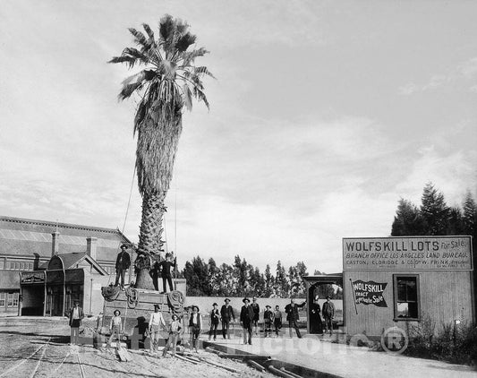 Los Angeles Historic Black & White Photo, The San Pedro Palm in Transit, c1889 -